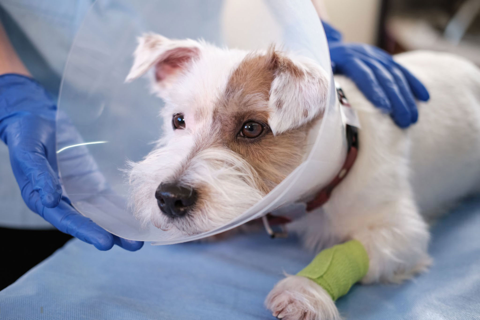 Ambulatorio Veterinario DR. Bovo Carlo