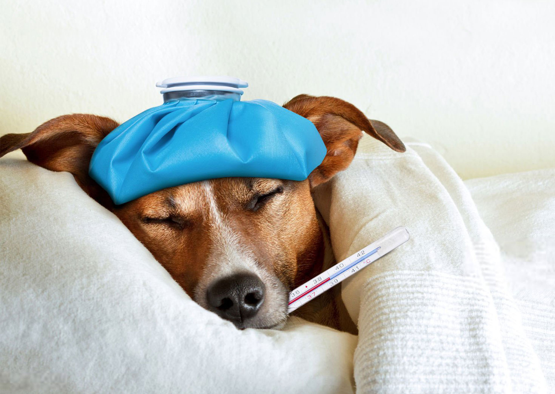 Ambulatorio Veterinario DR. Bovo Carlo