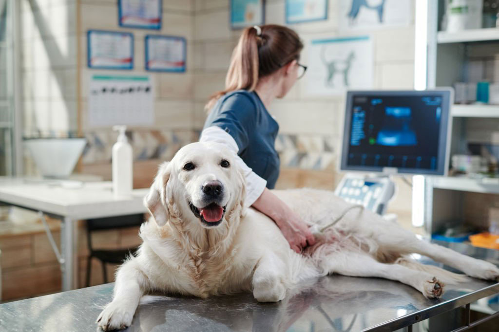 Ambulatorio Veterinario DR. Bovo Carlo