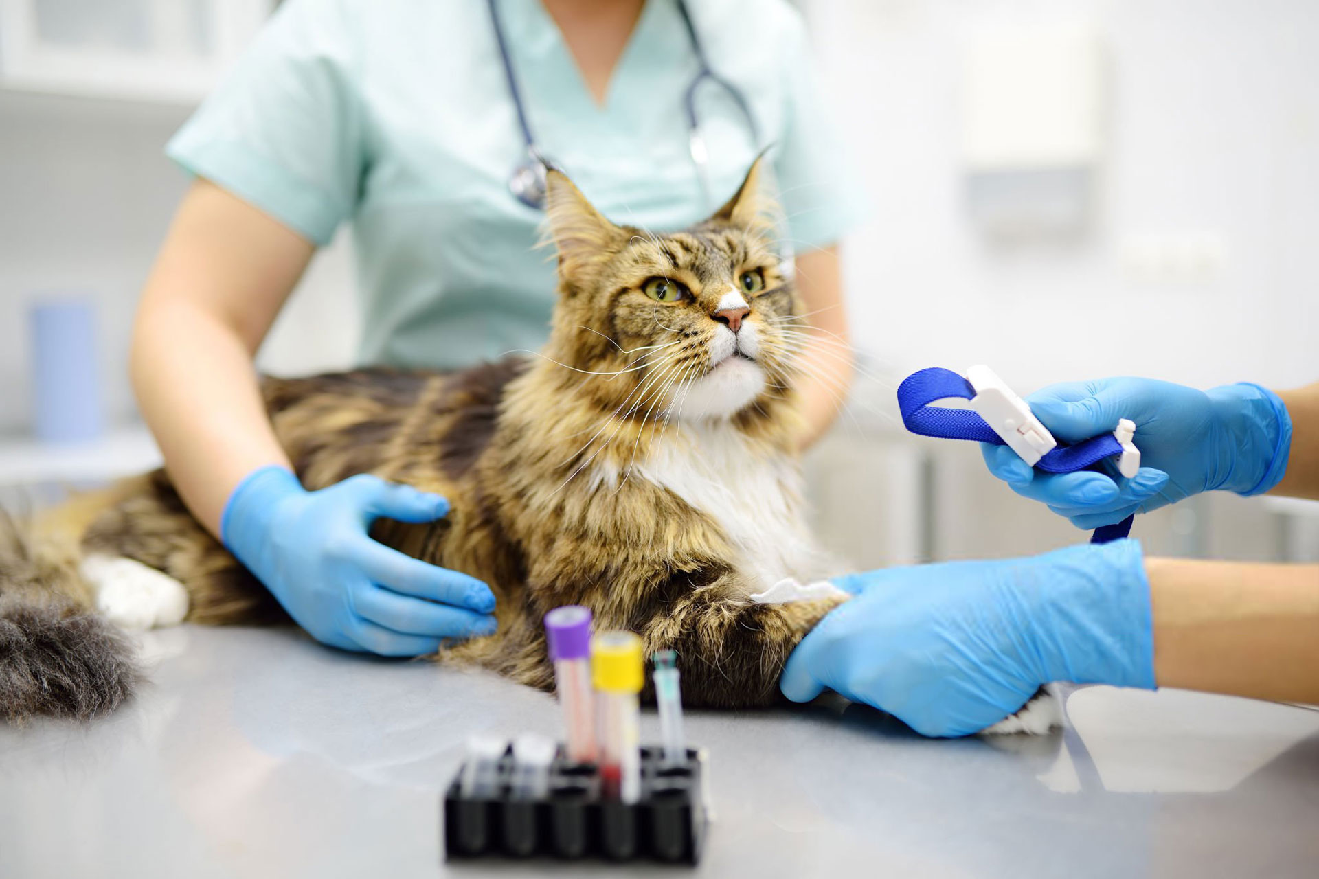 Ambulatorio Veterinario DR. Bovo Carlo