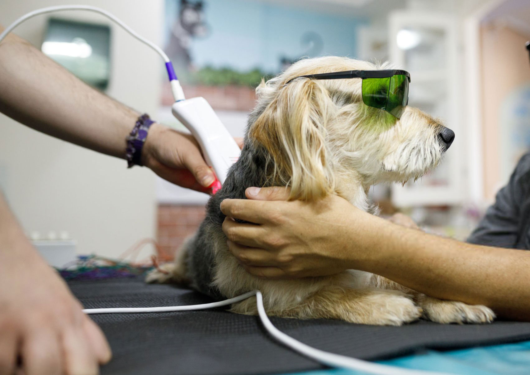 Ambulatorio Veterinario DR. Bovo Carlo
