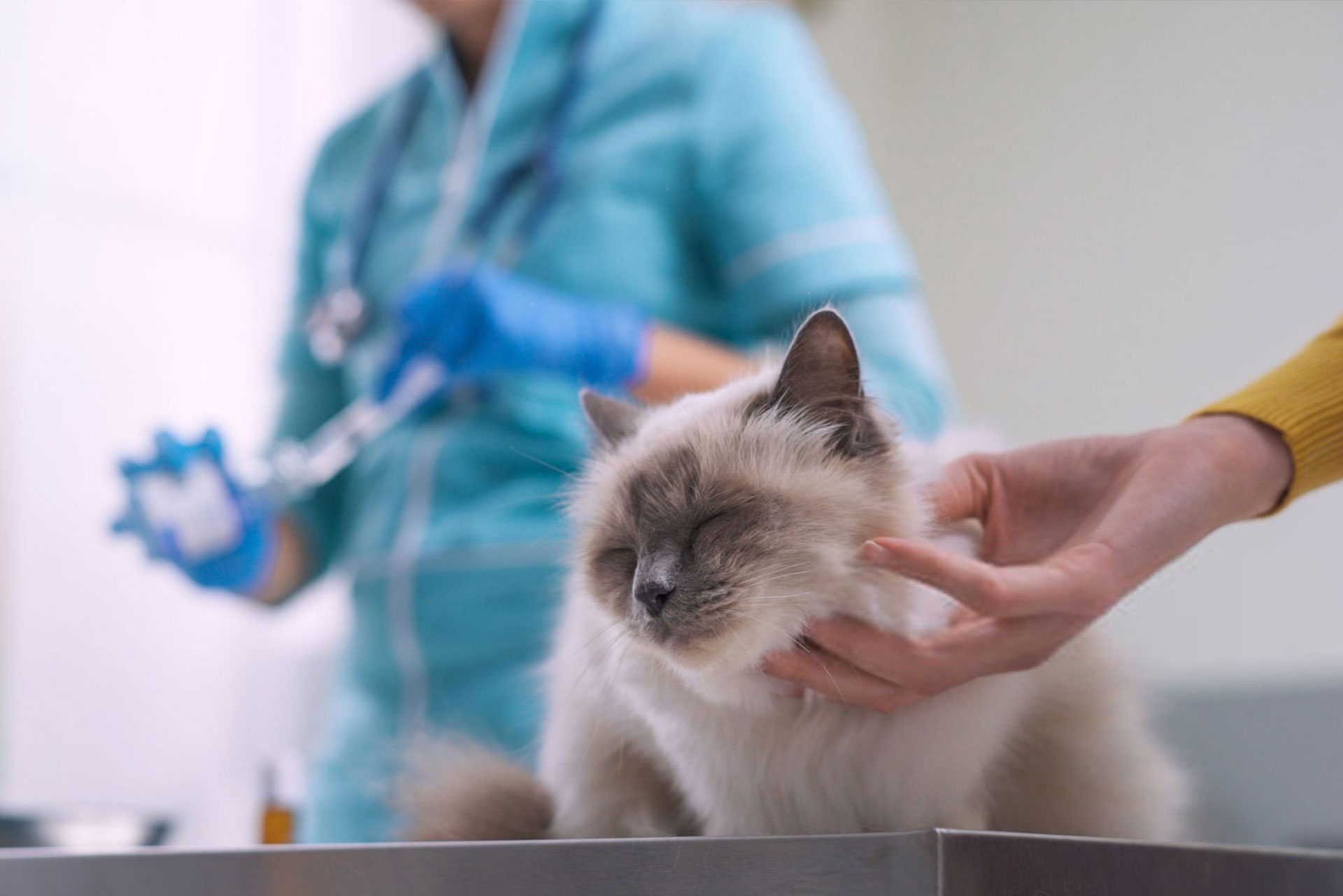 Ambulatorio Veterinario DR. Bovo Carlo