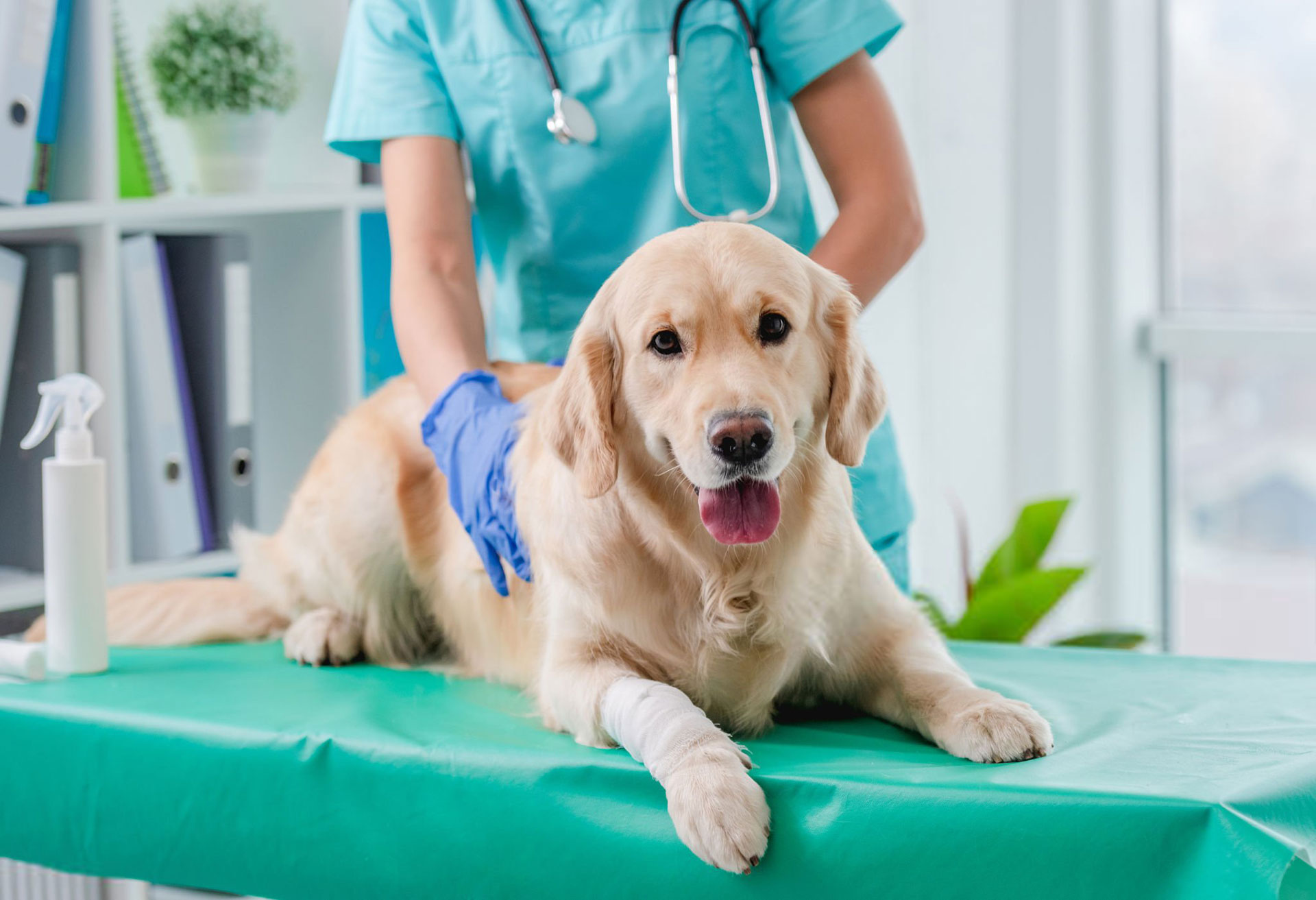 Ambulatorio Veterinario DR. Bovo Carlo
