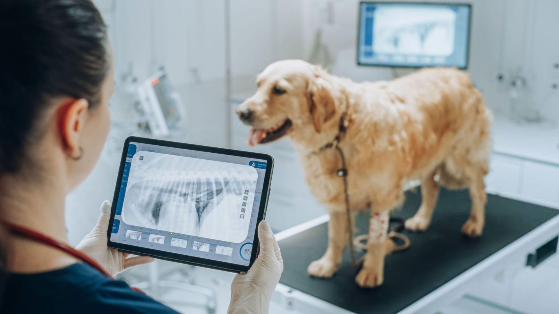 Ambulatorio Veterinario DR. Bovo Carlo