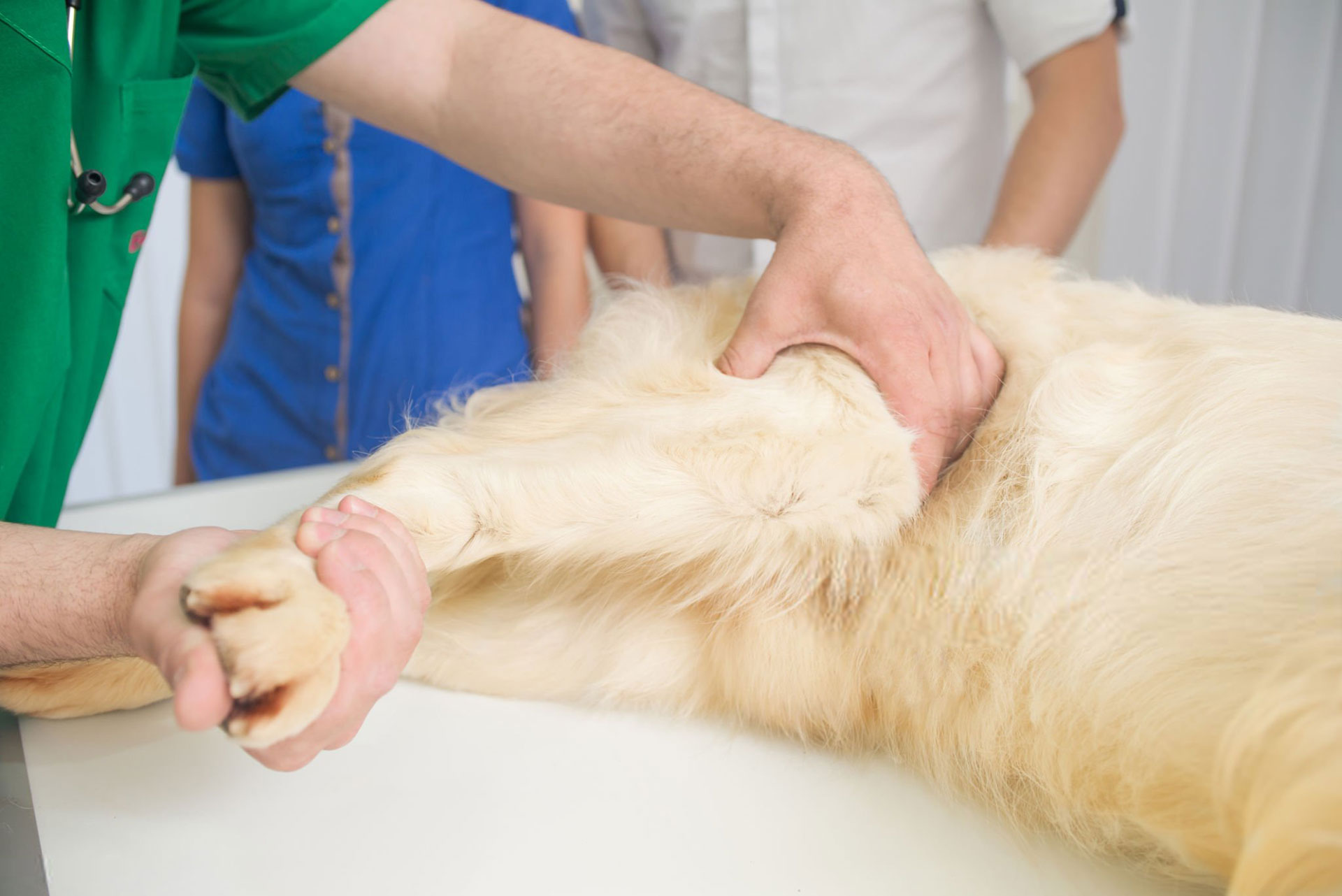 Ambulatorio Veterinario DR. Bovo Carlo