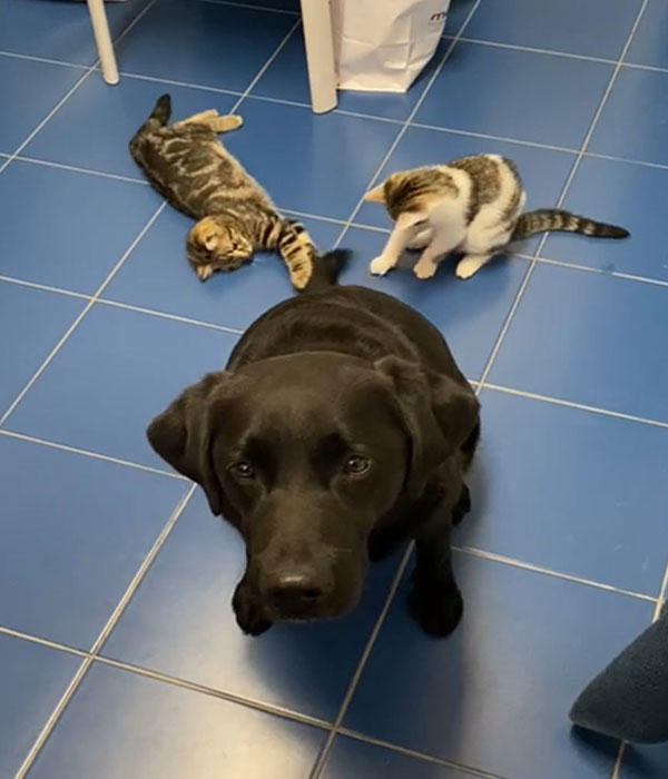 Ambulatorio Veterinario DR. Bovo Carlo