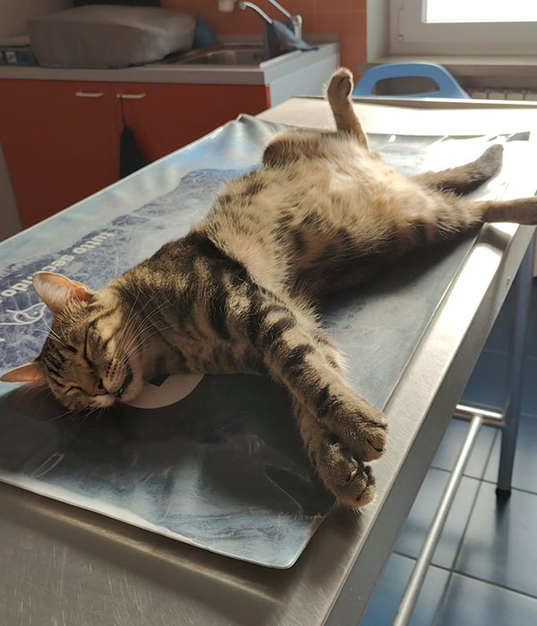 Ambulatorio Veterinario DR. Bovo Carlo
